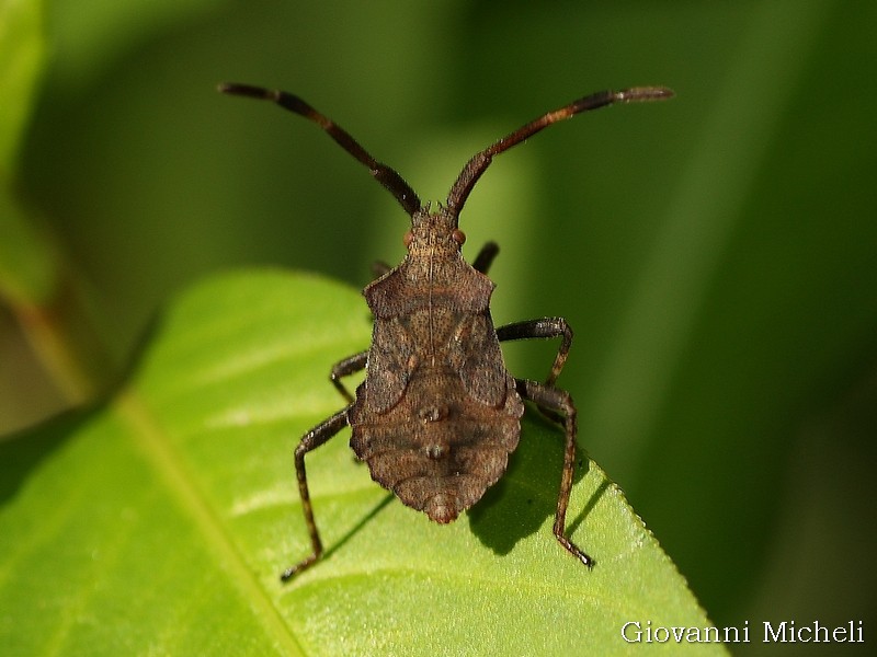 Coreidae: ninfa di Coreus marginatus